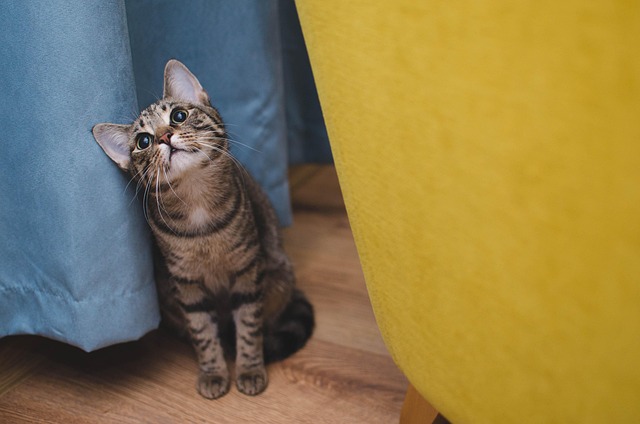 猫カフェの料金形態はどんな感じ？