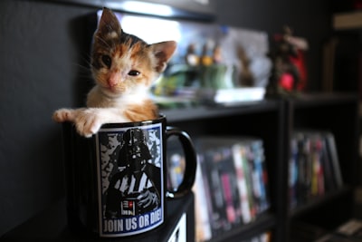 猫カフェとは？