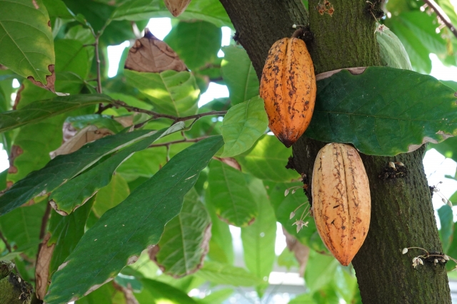 カカオ不作の原因とは？異常気象と農園が抱える複合的な問題の深層