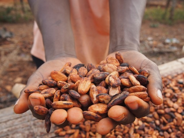 カカオのために私たちができること